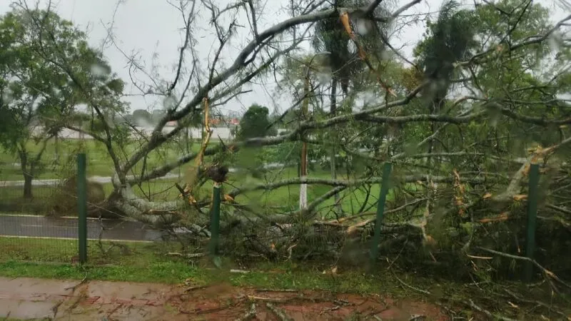 Arvores são removidas após chuva superar metade da média mensal em Dourados