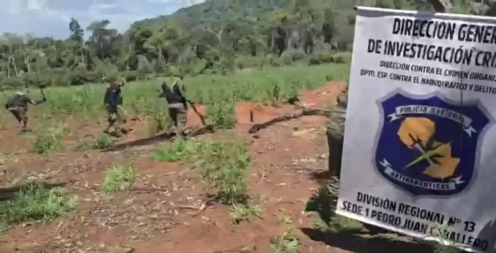 Plantação de maconha é descoberta e destruída na região de fronteira
